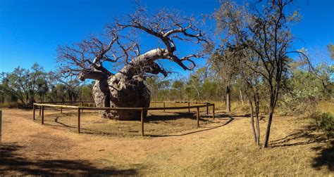 More than meets the eye: Derby Boab “Prison” Tree, Australia – Unusual Places