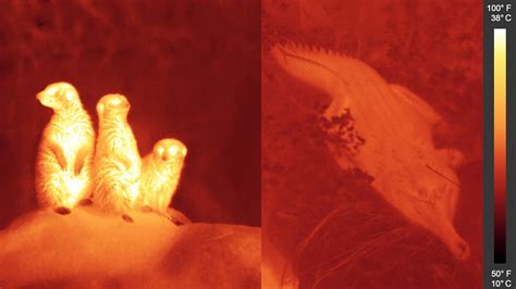 ViewSpace | Forms of Light: Infrared Animals