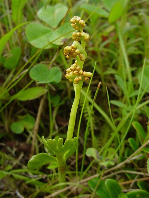 Botrychium lunaria (common moonwort): Go Botany