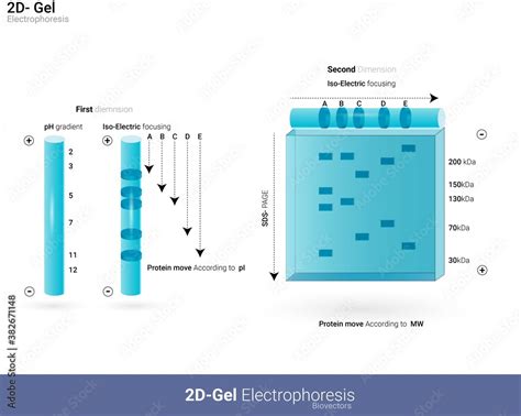 Diagrammatic representation of 2D gel electrophoresis. Analysis of protein by gel ...