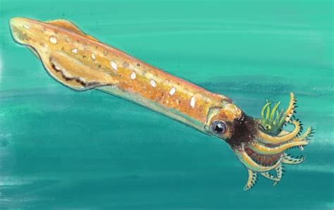 Phragmoteuthis - WTF Triassic??