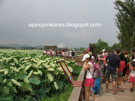 A Pinoy in Korea: Touring South Korea: The Muan White Lotus Festival