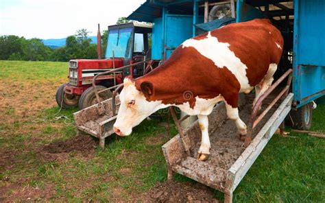 Cow Standing before Machine Milking Process Stock Image - Image of ...