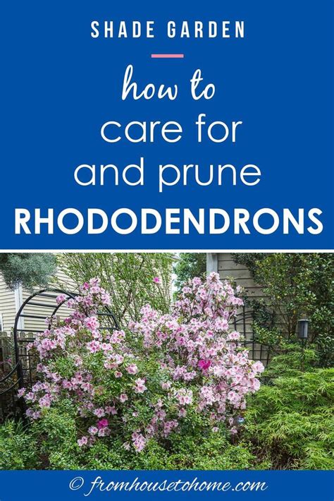 Rhododendron Care: How To Grow Beautiful Rhododendrons and Azaleas ...