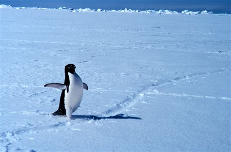 Penguins in Their Tuxedos