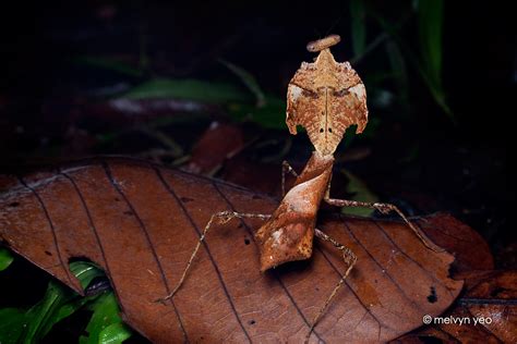 Dead Leaf Mantis by melvynyeo on DeviantArt