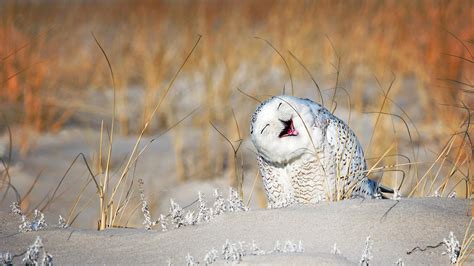 Laughing Owl – Bing Wallpaper Download