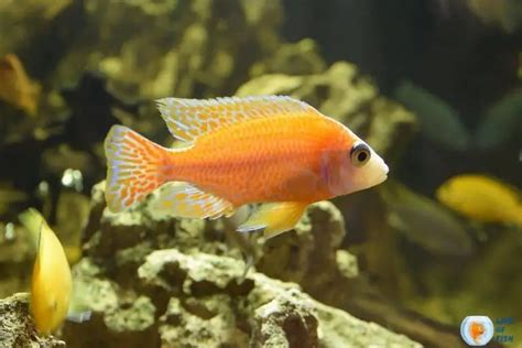 Red Zebra Cichlid | From Africa To Your Home Aquarium