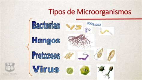 Microorganismos patogenos