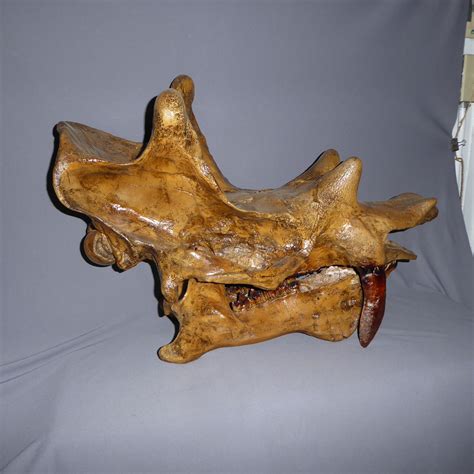 Uintatherium Skull Cast Replica – BigfootCasts.com