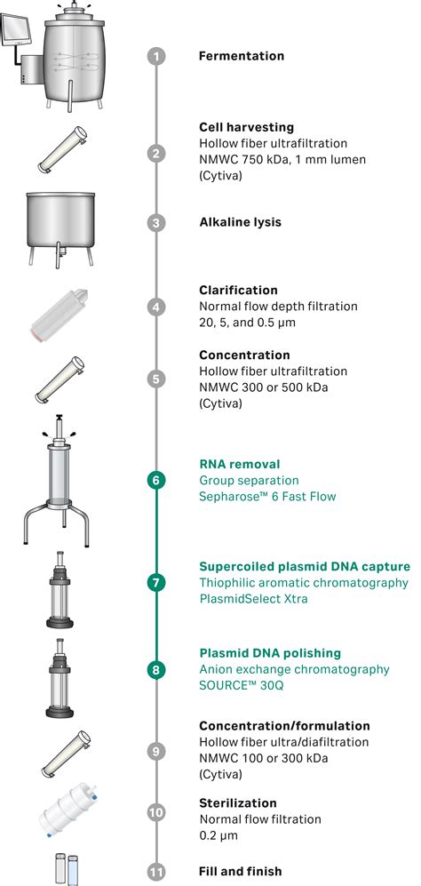 Plasmid Dna Conformations