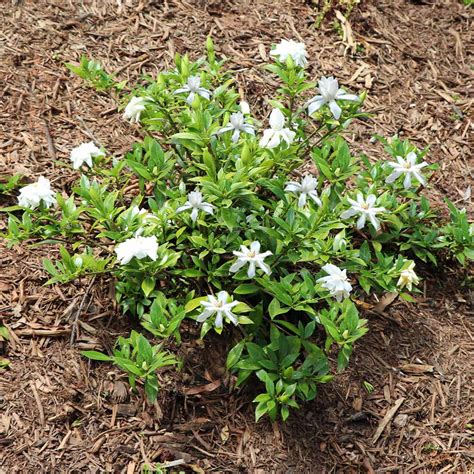 Dwarf Radicans Gardenias for Sale | BrighterBlooms.com