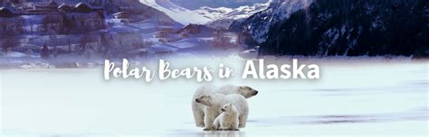 All About Polar Bears in Alaska