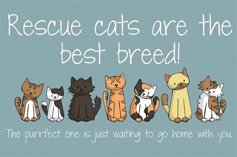 Best cat rescue quotes