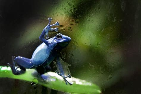 Blue Poison Dart Frog Habitat