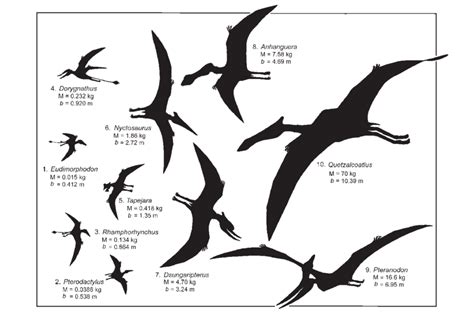 Rhamphorhynchus Size