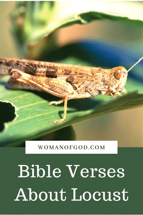 Bible Verses About Locust - What The Bible Says About Locust