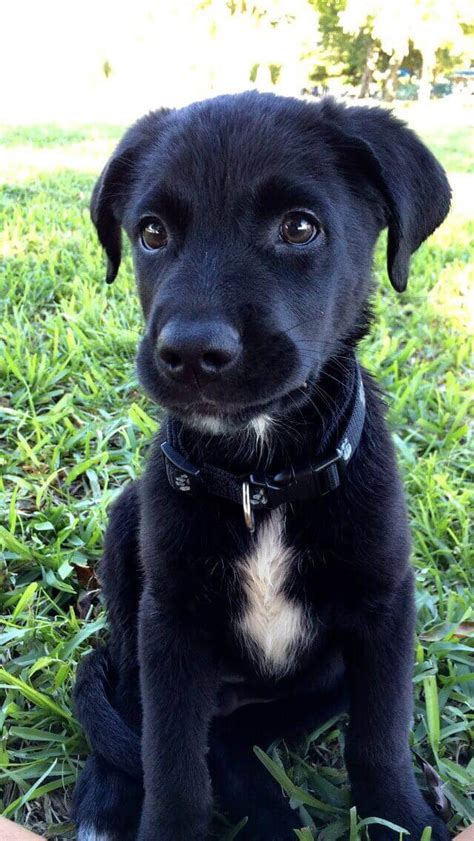 Australian shepherd lab mix characteristics, appearance and pictures