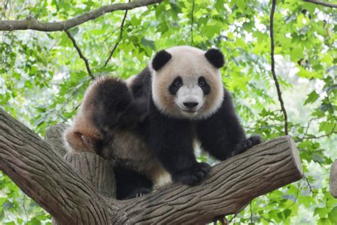 China Is Getting a Giant Panda National Park - Our Funny Little Site