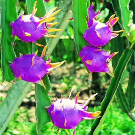 200 Pcs Seeds Rare Mini Pitaya Pink Tropical Dragon Fruit – GreenSeedGarden