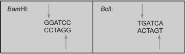 The Restriction Enzymes BamHI and BclI Cut at the Points Indicated ...