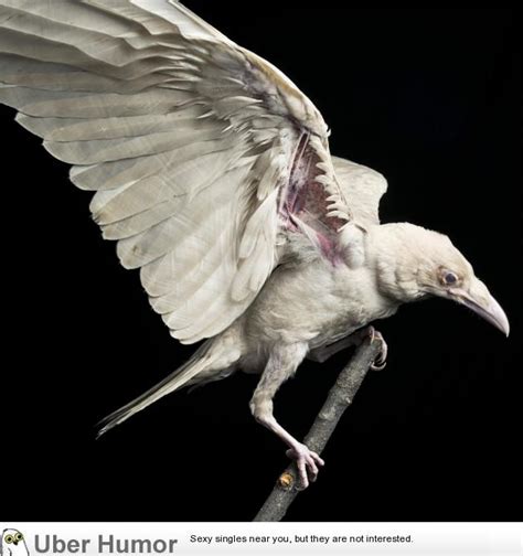 Pearl, a rare albino raven. | Funny Pictures, Quotes, Pics, Photos, Images. Videos of Really ...