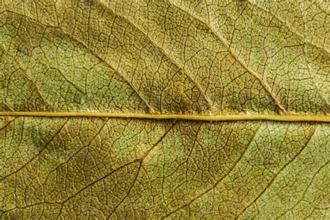 green texture of a dry leaf 3024679 Stock Photo at Vecteezy