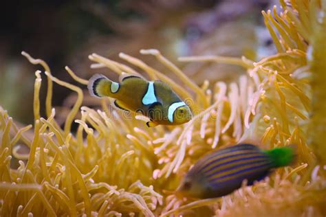 Clownfish in coral reef stock photo. Image of marine - 79207866