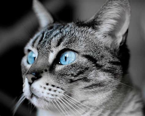 ¿Qué sabemos sobre el color de los ojos de los gatos? | Argos