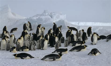 Antarctica Emperor Penguin Colony | Photos | WWF