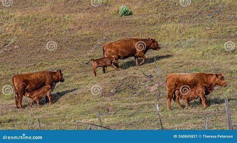 Red Angus cows and calves stock image. Image of calves - 260845821