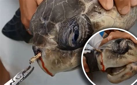 Plastic straw removed from turtle's nose by marine biologists in ...