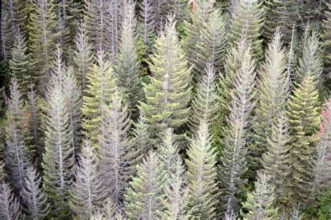 Spruce Budworm - Prevention and Control