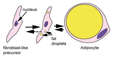 Adipocyte Cell