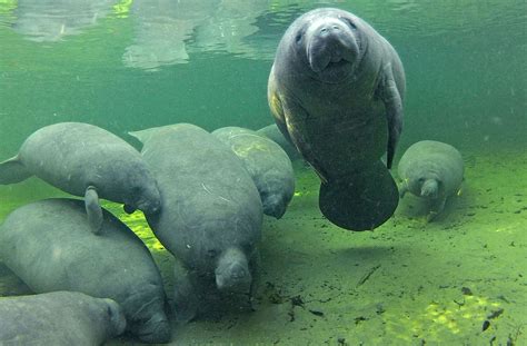 7 manatee facts to impress friends with on Manatee Appreciation Day - Orlando Sentinel