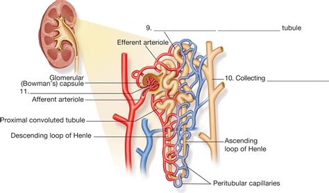 Simple Diagram Of Nephron