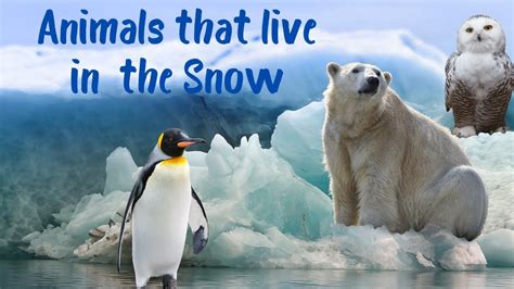 10 Animals that Live in the Snow | Snow and Cold Weather Animals - YouTube