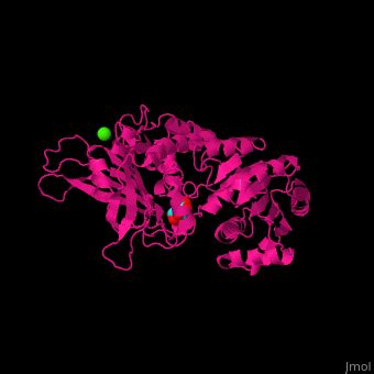 Glucose 6-phosphate dehydrogenase - Proteopedia, life in 3D