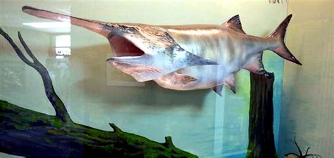 Paddlefish – "OCEAN TREASURES" Memorial Library