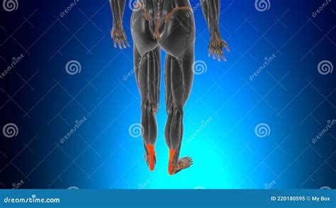 Calcaneal Tendon Anatomy for Medical Concept 3D Stock Illustration - Illustration of abductor ...