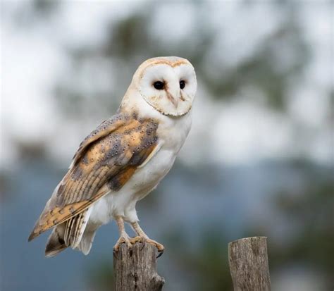 8 Species of Owls in New York - Bird Advisors