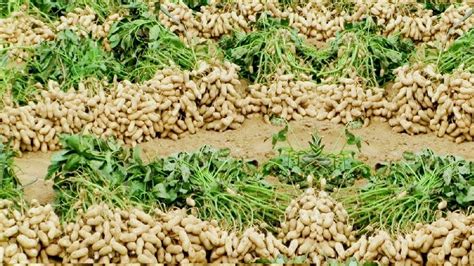 Peanut Farming process | Mungfali Ki Kheti | Farming