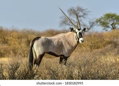 Gemsbok Kalahari Desert Stock Photo 1830182993 | Shutterstock