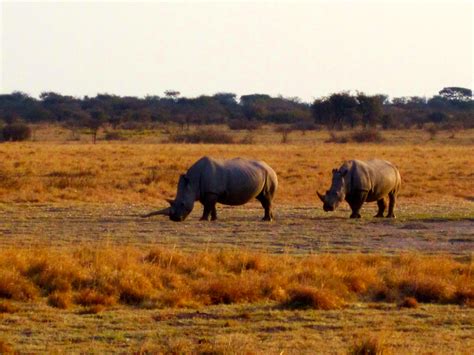 RHINOS @ Khama Rhino Sanctuary, Botswana | Botswana, Sanctuary, Animals