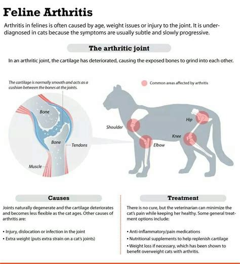 Arthritic Joint Pain Causes & Treatments for Cats... Vet Medicine ...