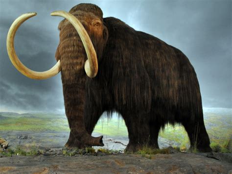 Woolly Mammoth DNA Successfully Spliced Into Elephant Cells | Popular ...