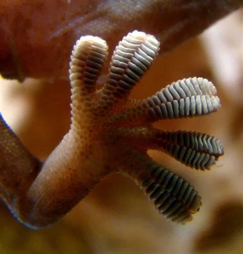 Gecko feet may help keep art clean