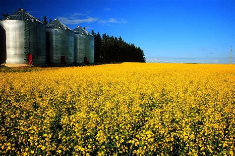 Harvesting more nutrition value from canola meal