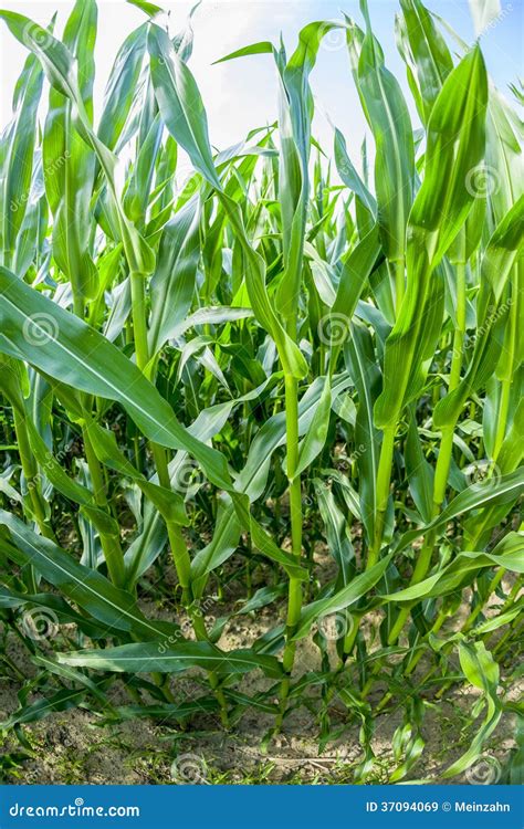 Indian Corn Grows at the Field Stock Image - Image of beauty, jungle ...