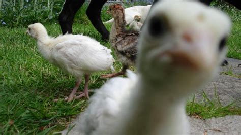 my baby turkey pics, VERY cute! | BackYard Chickens - Learn How to Raise Chickens